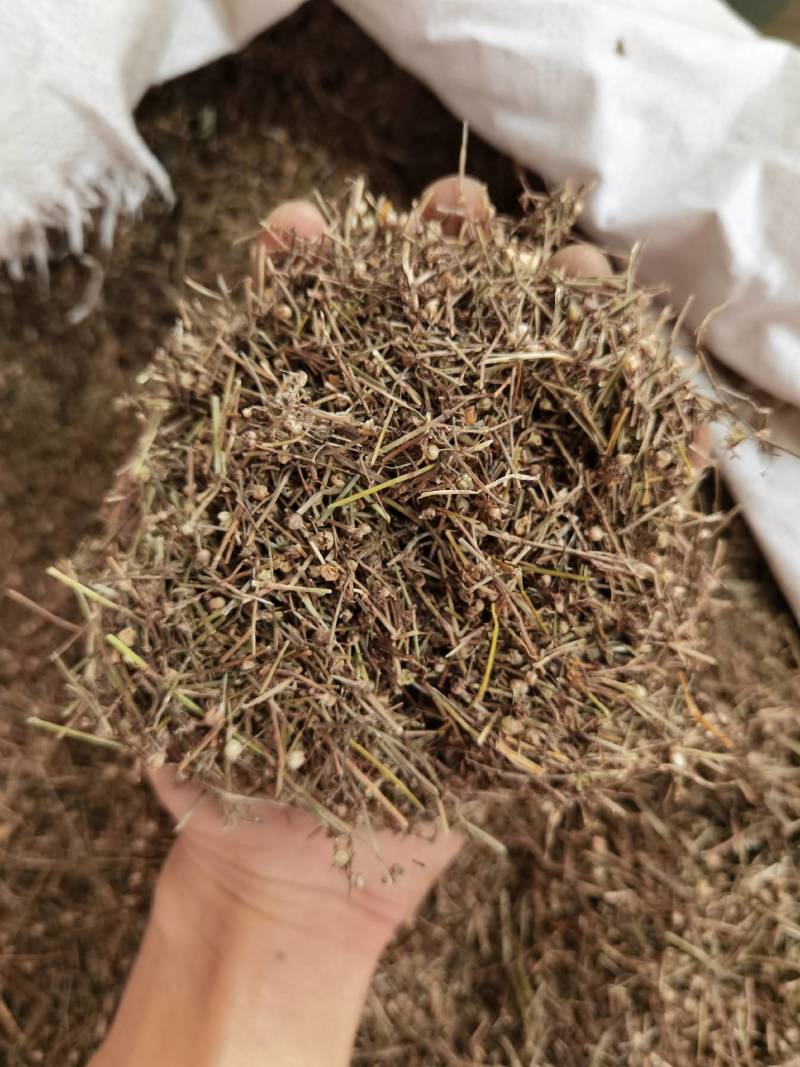 白花蛇舌草江西白花舌草正品无硫质量保证