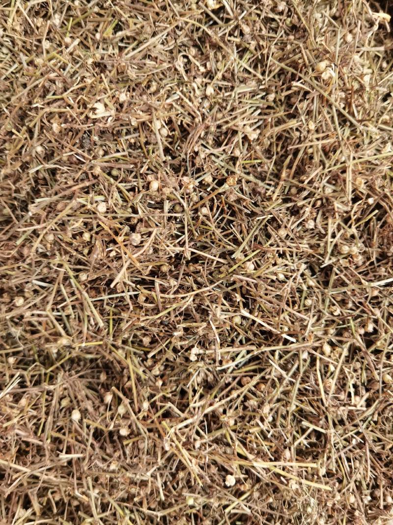 白花蛇舌草江西白花舌草正品无硫质量保证