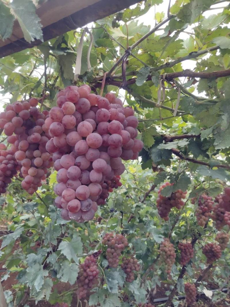 精品红提基地，货源充足，大量上市，欢迎老板前来采购！