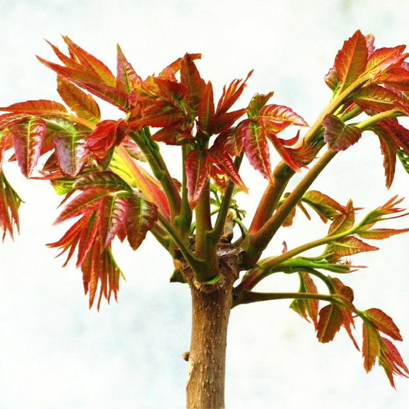 红油香椿树苗香椿苗树南方北方种植食用红芽香椿芽盆栽地栽