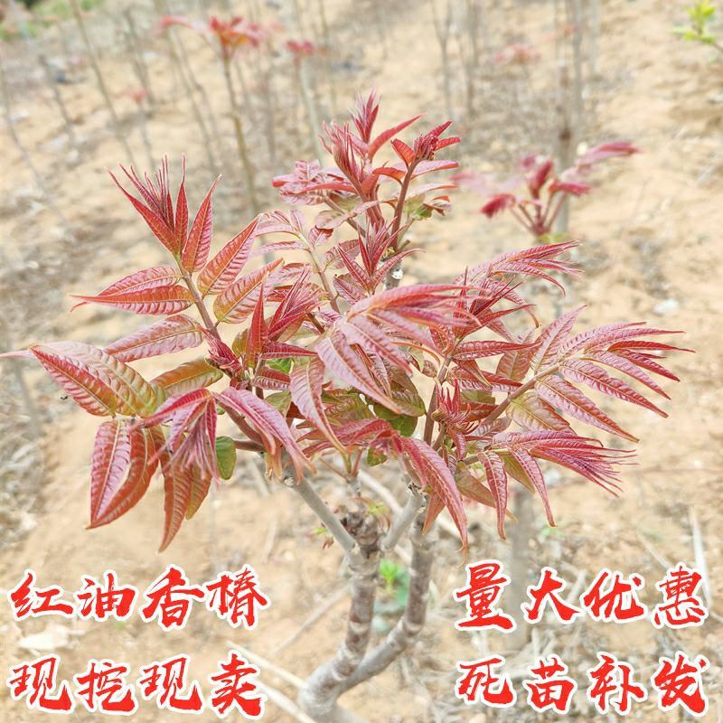 红油香椿树苗香椿苗树南方北方种植食用红芽香椿芽盆栽地栽