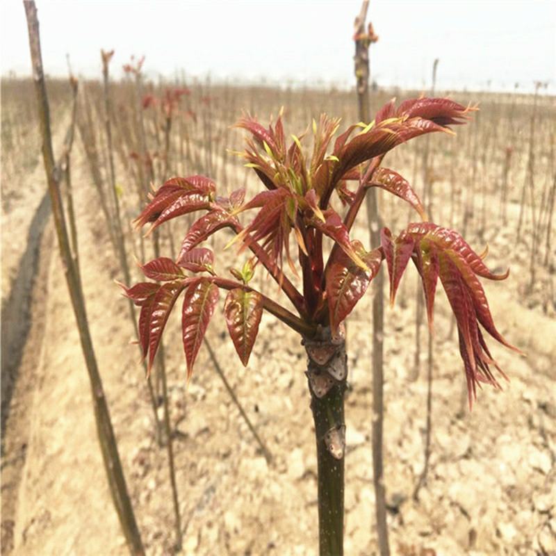 红油香椿树苗香椿苗树南方北方种植食用红芽香椿芽盆栽地栽