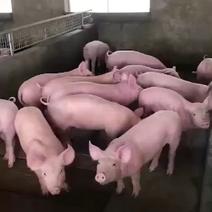 大白母猪发情早买10头母猪送一头公猪3头起全国