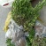 大叶黄杨又名冬青苗，实地看货，品质决定价格，大量现货