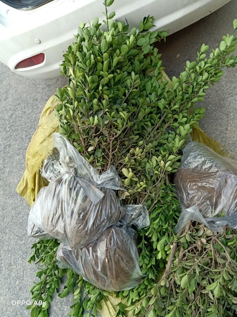 大叶黄杨又名冬青苗，实地看货，品质决定价格，大量现货
