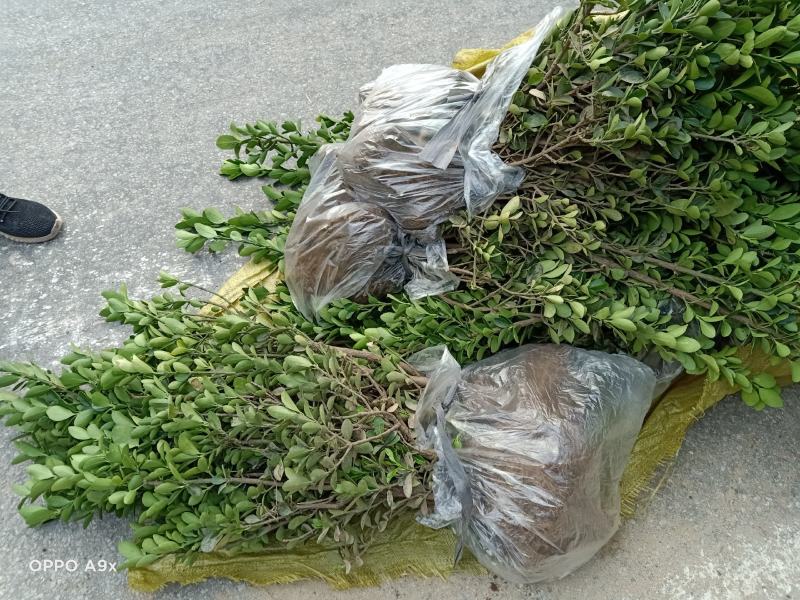 大叶黄杨又名冬青苗，实地看货，品质决定价格，大量现货