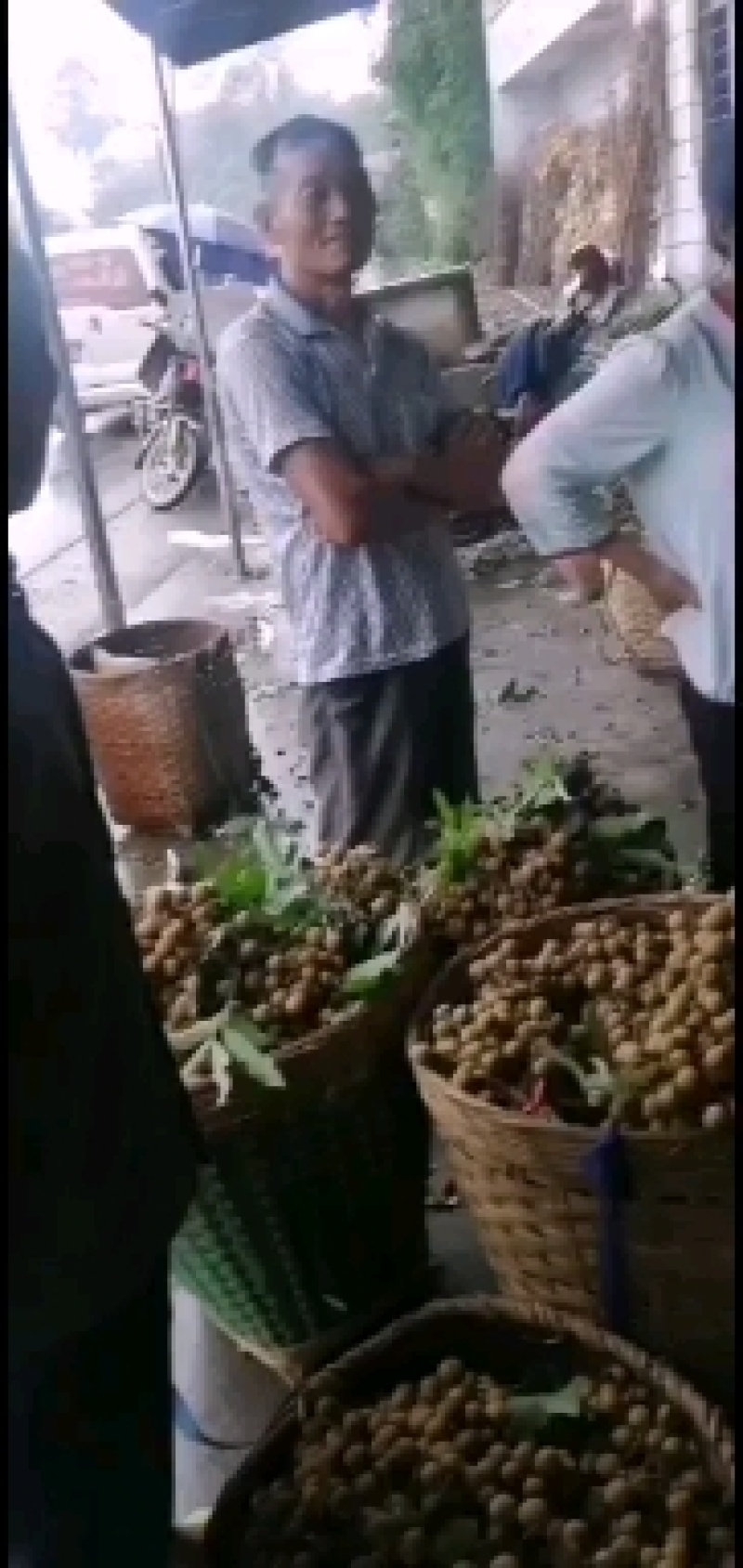 石硖龙眼，各种龙眼！