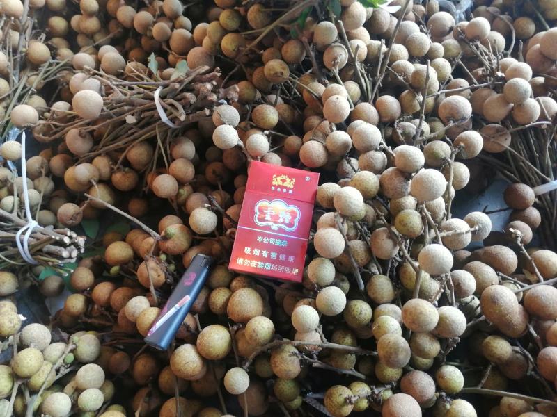 石硖龙眼，各种龙眼！
