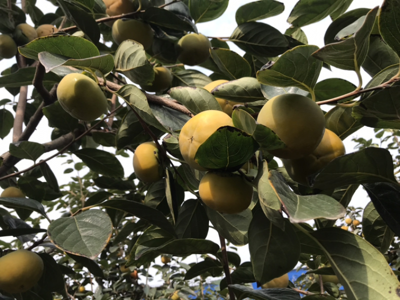 陕西阳丰脆柿甜柿果个大，果面好，万亩脆柿大量上市