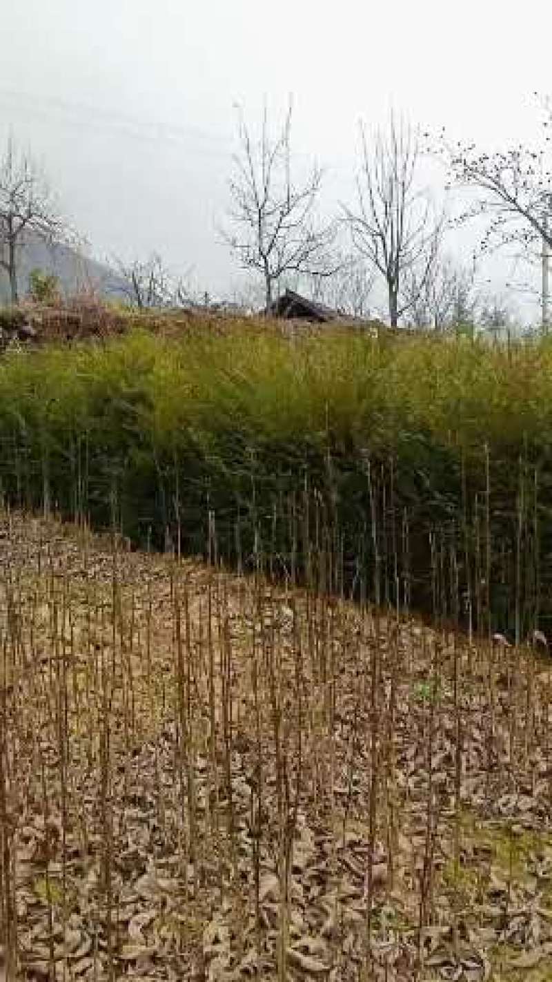 南方红豆杉苗南方红豆杉苗30~50cm