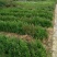南方红豆杉苗南方红豆杉苗30~50cm