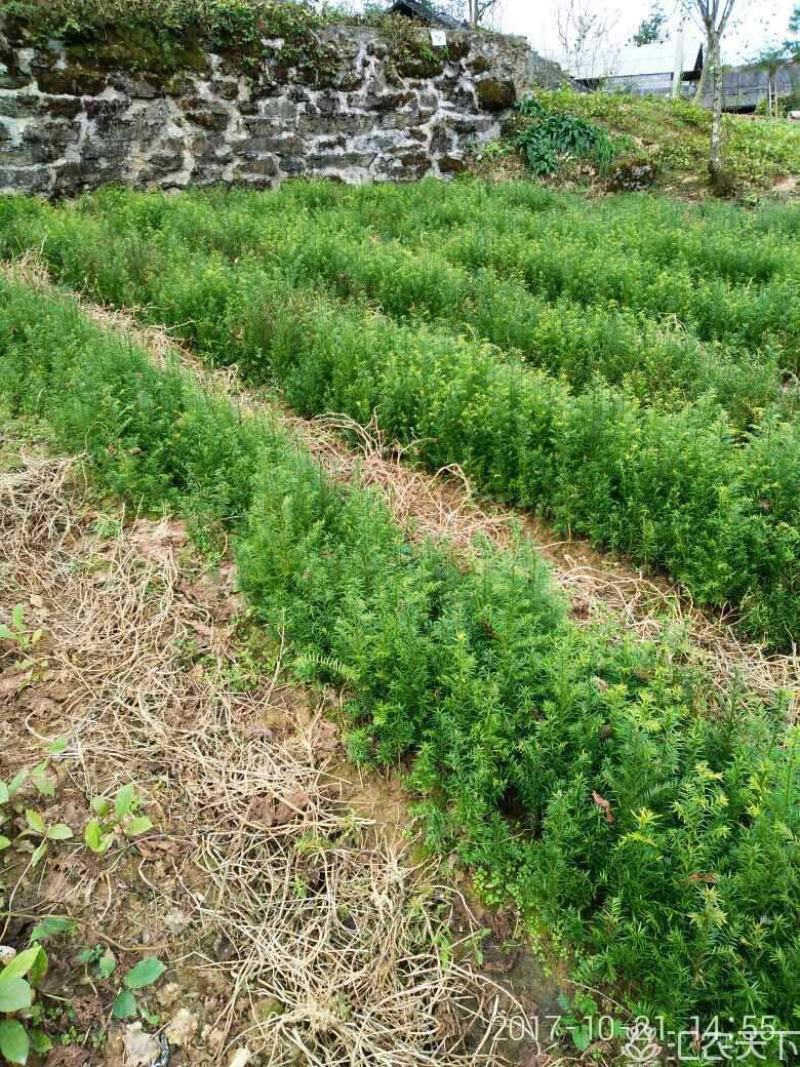 南方红豆杉苗南方红豆杉苗30~50cm