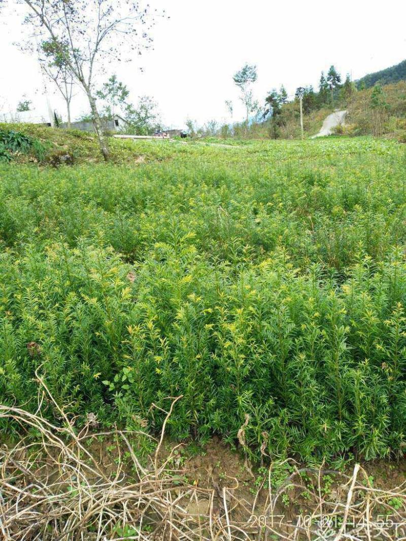 南方红豆杉苗南方红豆杉苗30~50cm