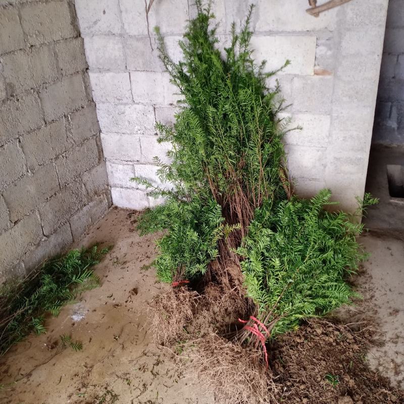 南方红豆杉苗南方红豆杉苗30~50cm