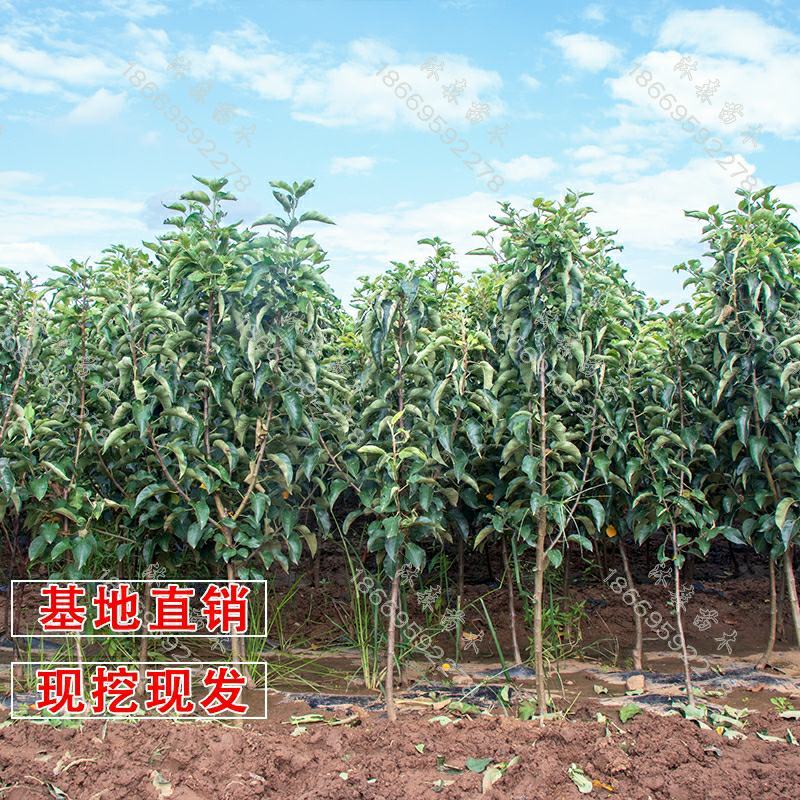 新品种高原黑钻苹果树苗西藏嫁接黑色苹果树苗当年结果
