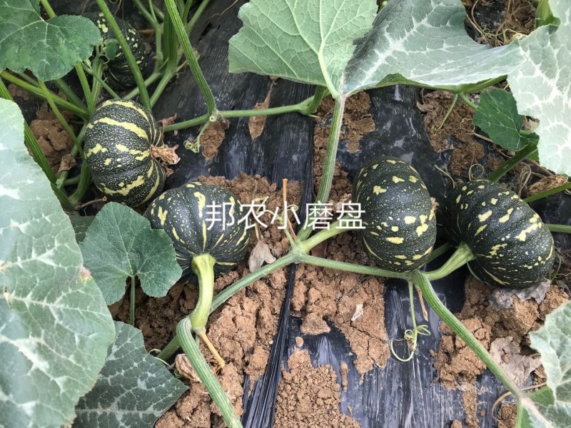 合作社农户沙葛50亩，欢迎各大采购商合作