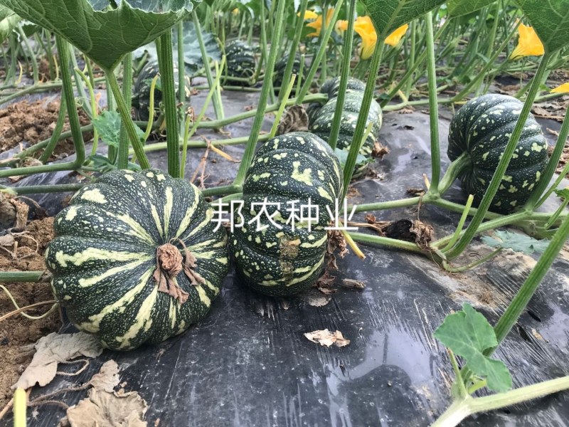 合作社农户沙葛50亩，欢迎各大采购商合作
