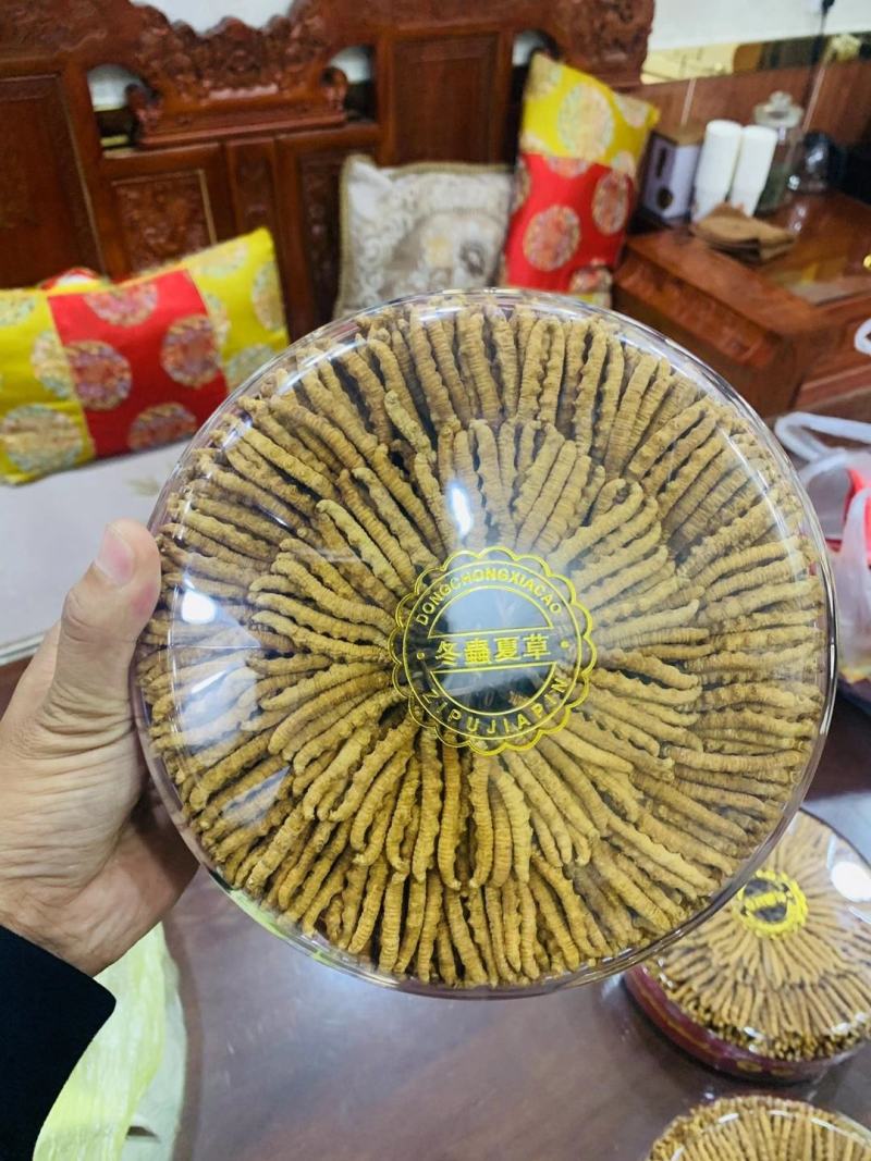 西藏那曲精选精品虫草一手货