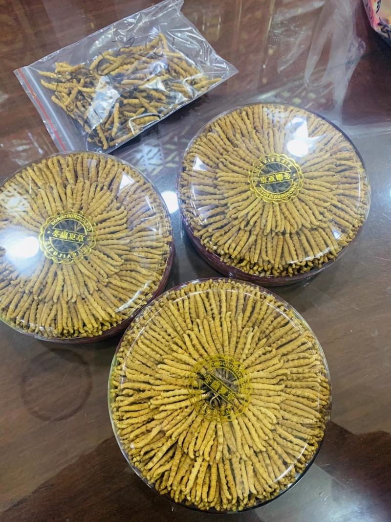 西藏那曲精选精品虫草一手货