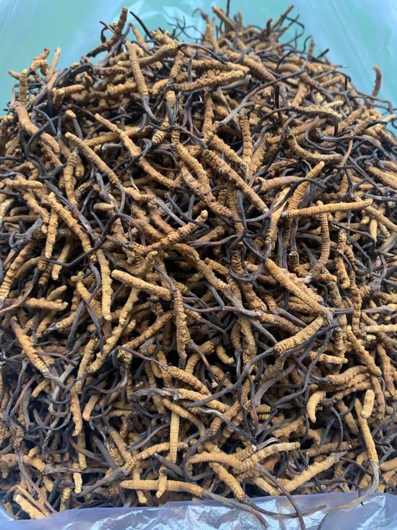 青海玉树冬虫夏草一手货源一手价格