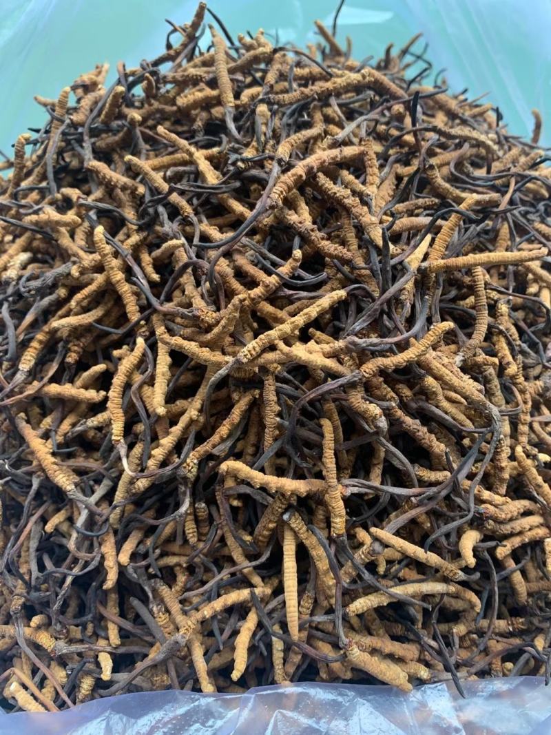 青海玉树冬虫夏草一手货源一手价格