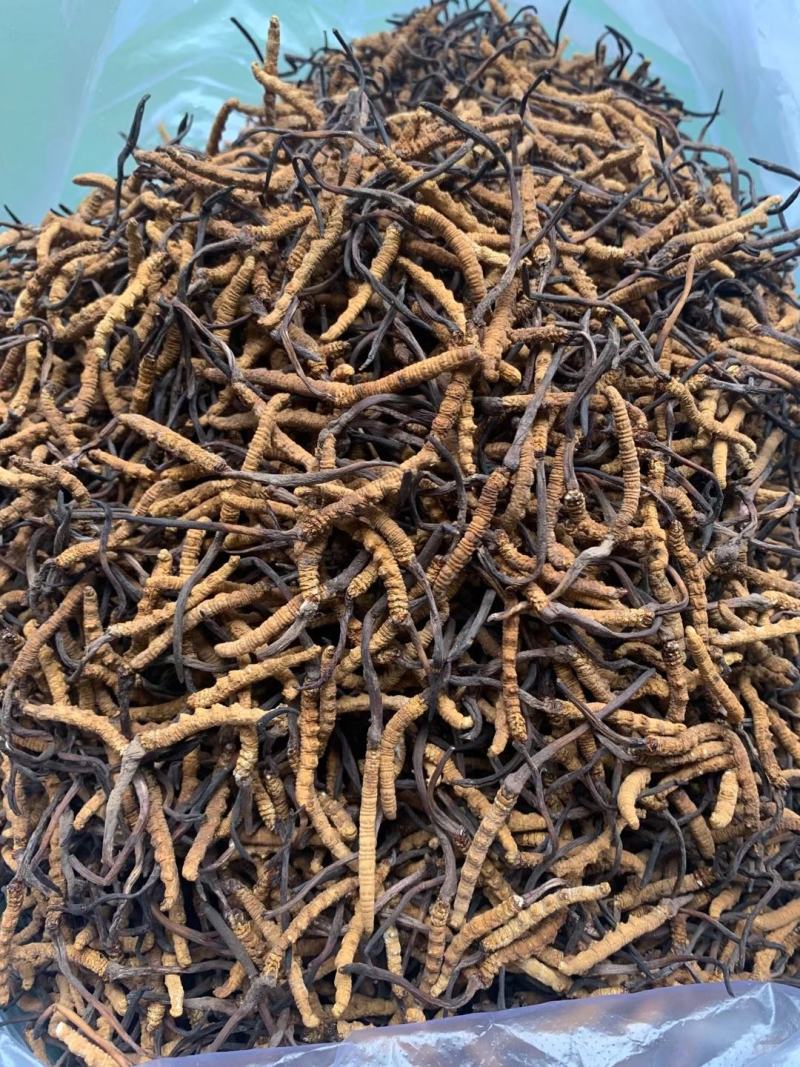 青海玉树冬虫夏草一手货源一手价格
