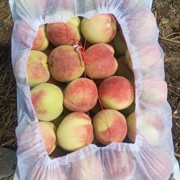 寒露蜜桃子精品寒露蜜毛桃大量上市口感蜜香