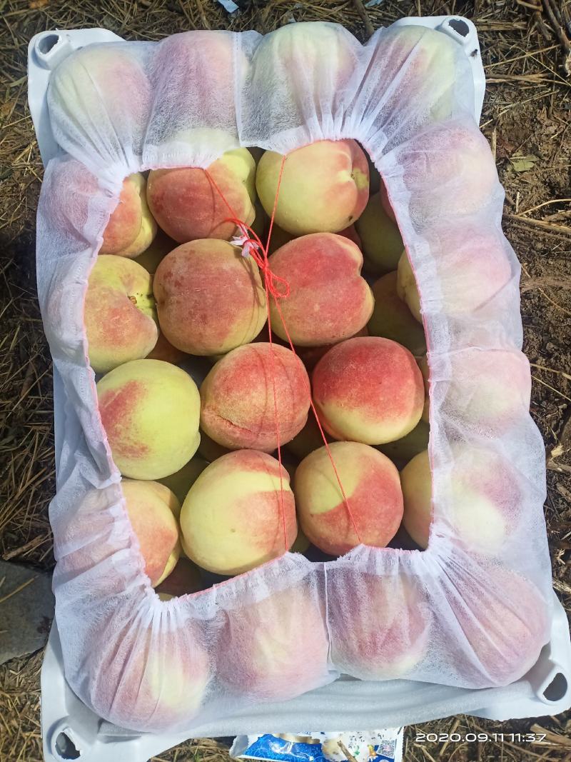 寒露蜜桃子精品寒露蜜毛桃大量上市口感蜜香