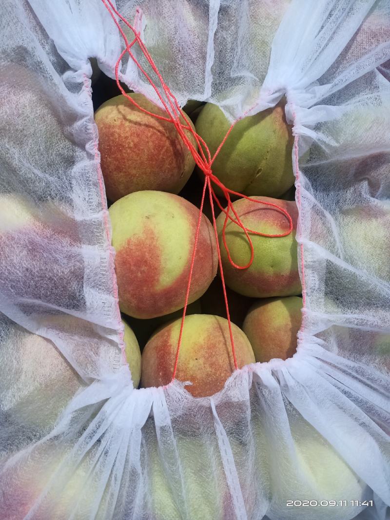 寒露蜜桃子精品寒露蜜毛桃大量上市口感蜜香