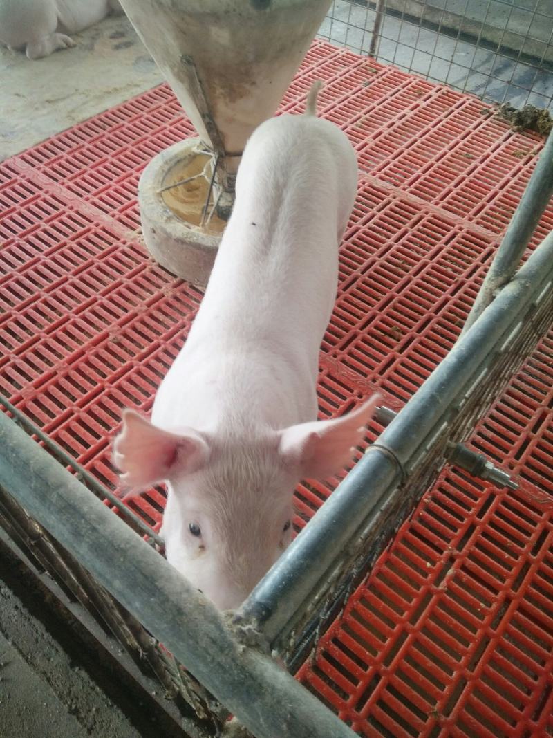 长太母猪，长白母猪，买十送一，多买多送，