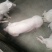 母猪，纯健康母猪，现在降价了，买十送一是，送猪到家
