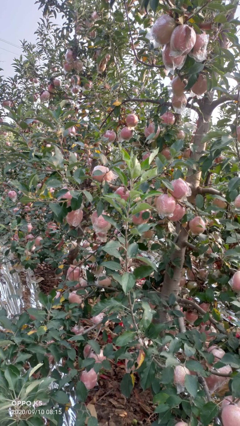 大量供应富士苹苹果，膜袋果大量供应