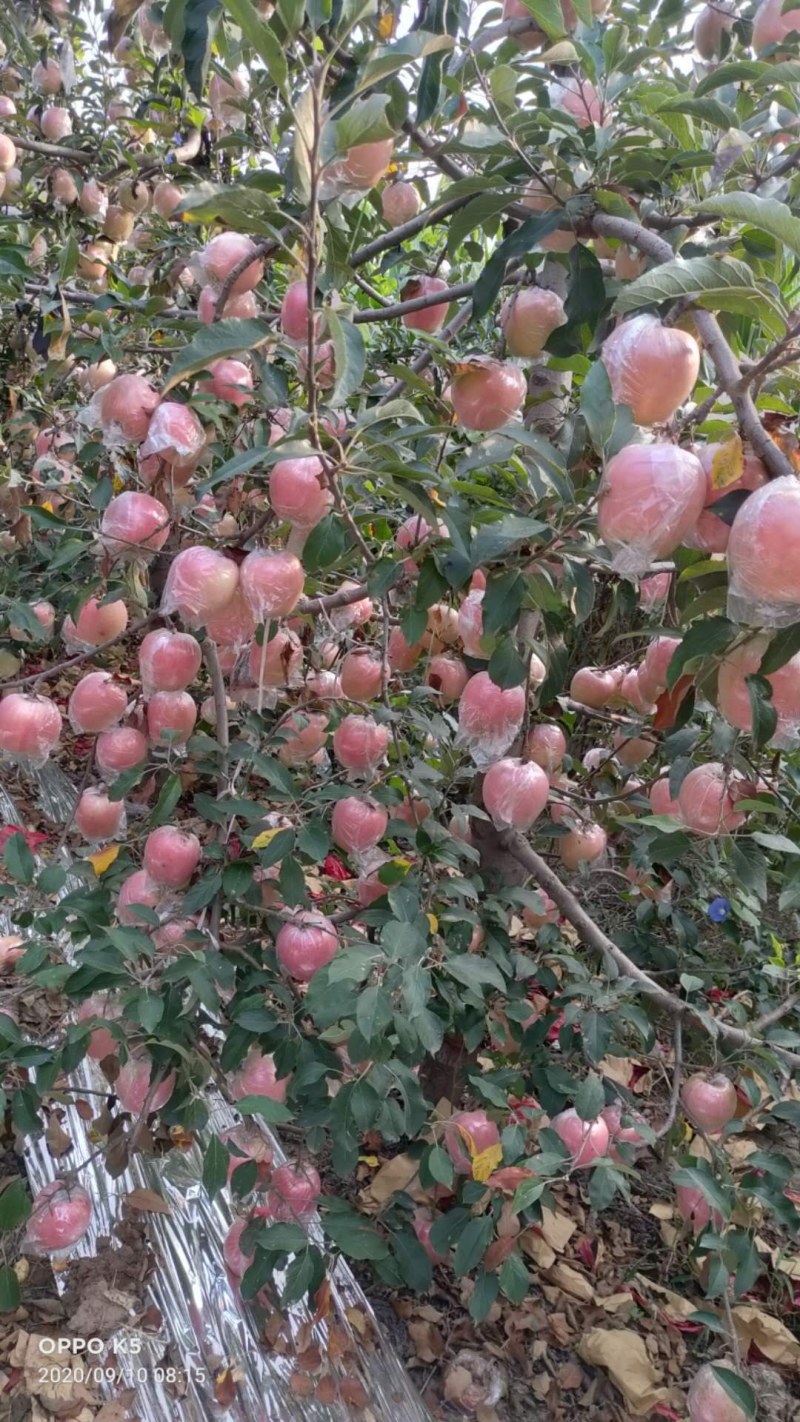 大量供应富士苹苹果，膜袋果大量供应