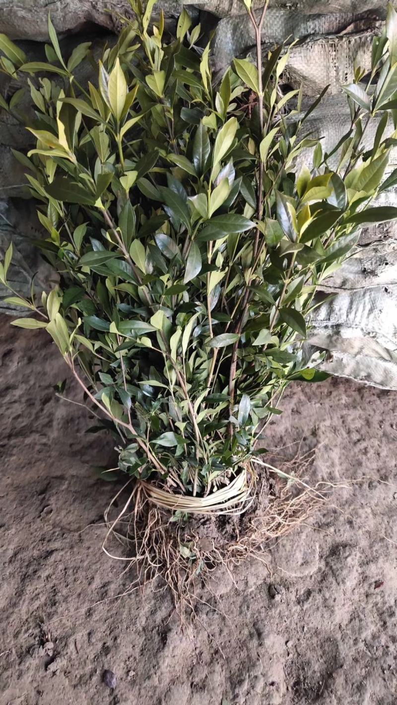 栀子花栀子花苗栀子树苗栀子小苗大叶栀子小叶栀子