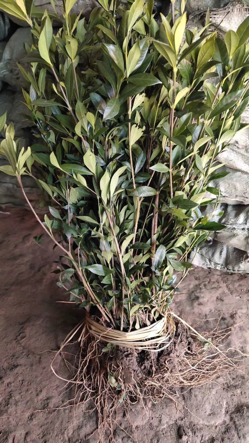 栀子花栀子花苗栀子树苗栀子小苗大叶栀子小叶栀子