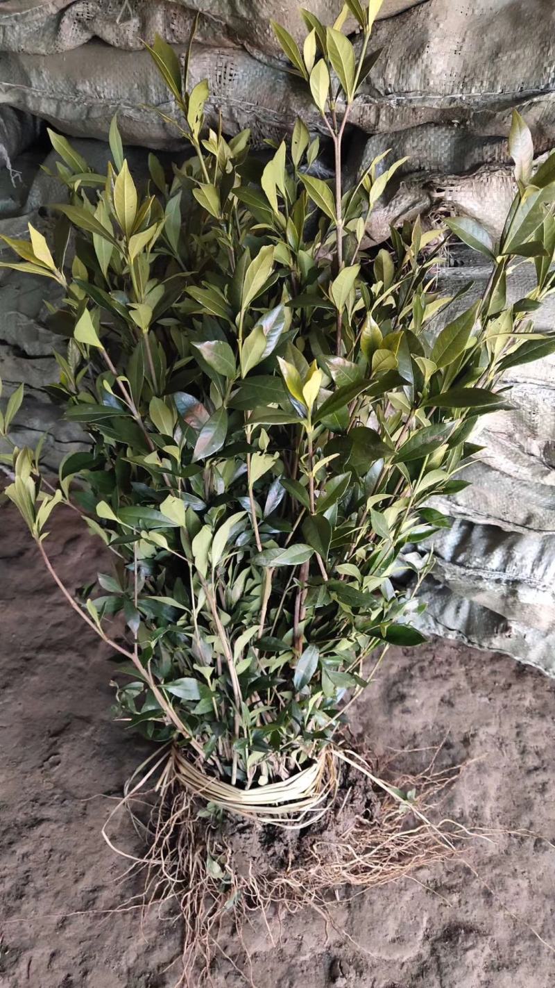 栀子花栀子花苗栀子树苗栀子小苗大叶栀子小叶栀子