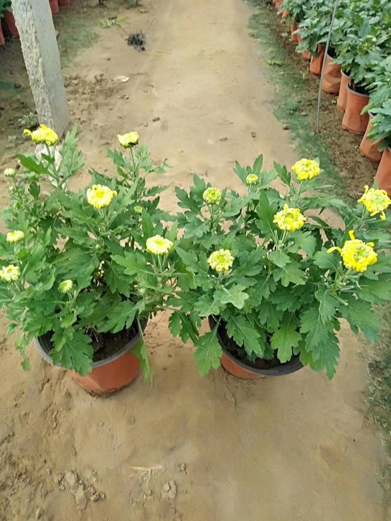 【精品】国庆菊，千头菊，大菊花，质优价廉