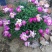【精品】国庆菊，千头菊，大菊花，质优价廉