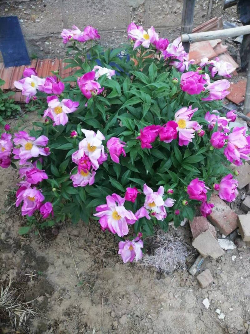 【精品】国庆菊，千头菊，大菊花，质优价廉