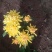 【精品】国庆菊，千头菊，大菊花，质优价廉