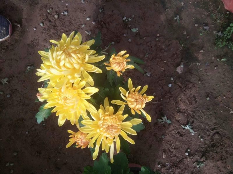 【精品】国庆菊，千头菊，大菊花，质优价廉