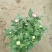 【精品】国庆菊，千头菊，大菊花，质优价廉