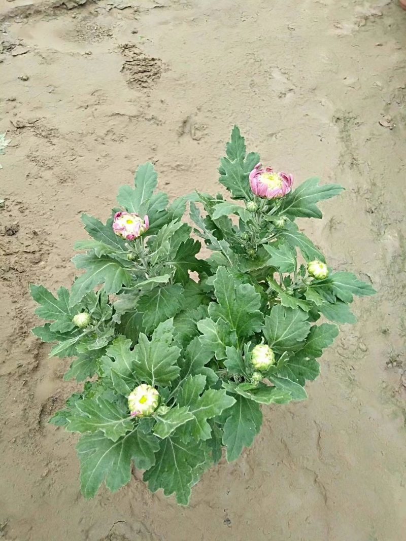 【精品】国庆菊，千头菊，大菊花，质优价廉