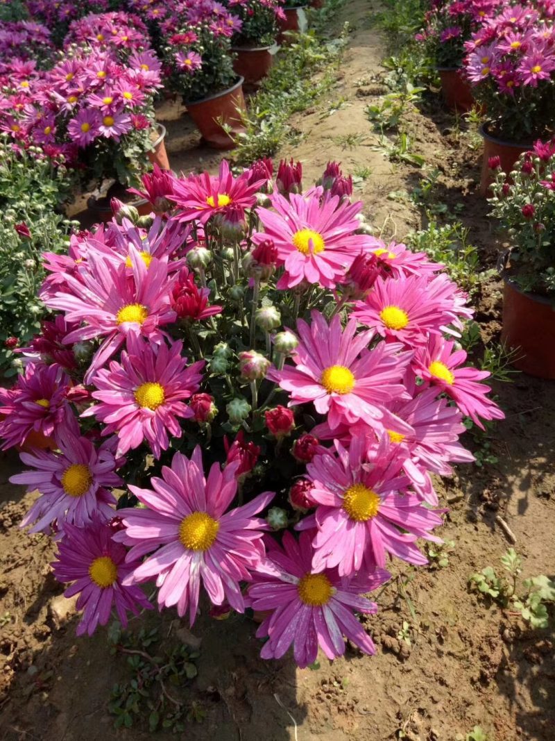 【精品】国庆菊，千头菊，大菊花，质优价廉