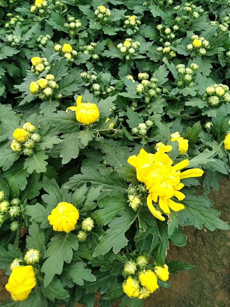 【精品】国庆菊，千头菊，大菊花，质优价廉