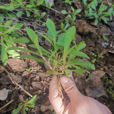 马兰头种苗山东野菜种植基地红梗菜种子多年生四季播蔬菜