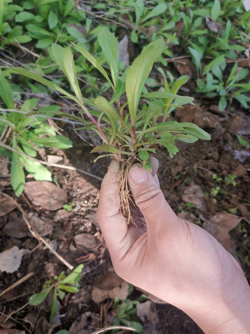 马兰头种苗山东野菜种植基地红梗菜种子多年生四季播蔬菜
