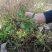 马兰头种苗山东野菜种植基地红梗菜种子多年生四季播蔬菜