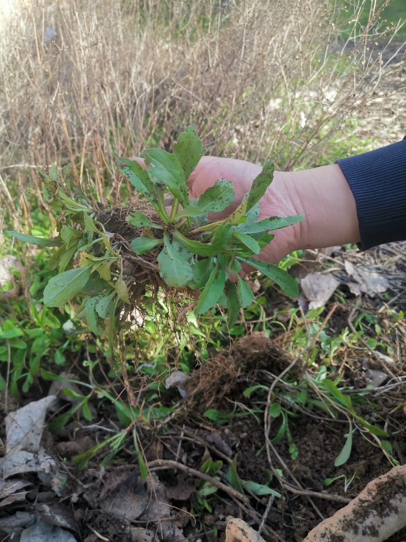 马兰头种苗山东野菜种植基地红梗菜种子多年生四季播蔬菜