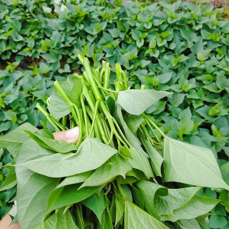 新鲜红薯梗红薯杆子红薯叶子红薯尖翠尖农家自种红薯梗